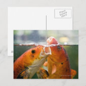 Carte Postale Carpes de Koi (Devant / Derrière)