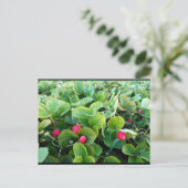 Carte Postale Carré de Fraises (Debout devant)