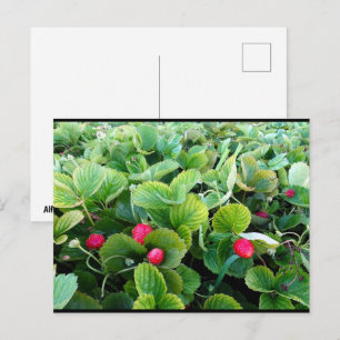 Carte Postale Carré de Fraises
