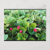 Carte Postale Carré de Fraises (Devant)