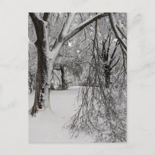 Carte Postale Carré Lafayette, Washington, DC, arbres d'hiver