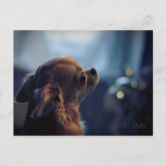 Carte Postale Carte, chien chihuahua