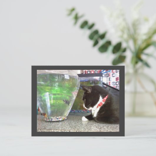 Carte Postale "Carte postale de chat de pêche" (Debout devant)