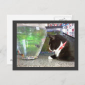 Carte Postale "Carte postale de chat de pêche" (Devant / Derrière)