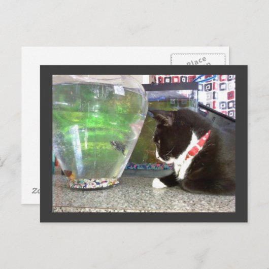 Carte Postale "Carte postale de chat de pêche" (Devant / Derrière)