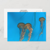 Carte postale Cartes maritimes du Pacifique (Devant / Derrière)