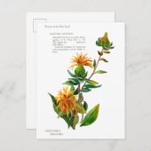 Carte Postale Carthamus Tinctoria (Devant / Derrière)