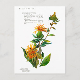 Carte Postale Carthamus Tinctoria