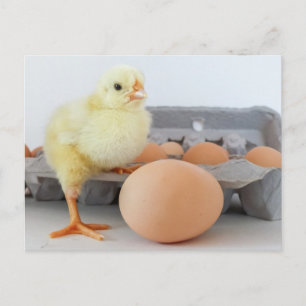 Carte Postale Carton de poussin et d'oeuf avec oeuf Brown