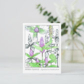 Carte Postale Carton d'étude de l'herboristerie de la matière mé (Debout devant)