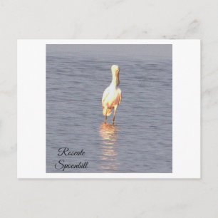 Carte Postale Carton postal photo d'oiseau Spatule rosée