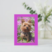 Carte Postale Carton postale violet chien chiot Yorkshire Terrie (Debout devant)