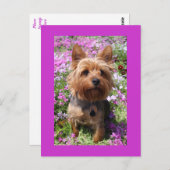 Carte Postale Carton postale violet chien chiot Yorkshire Terrie (Devant / Derrière)