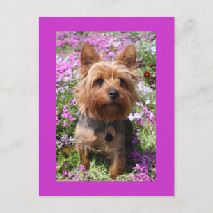 Carte Postale Carton postale violet chien chiot Yorkshire Terrie