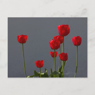 Carte Postale Carulmare Red Tulips CC0032