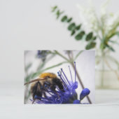 Carte Postale Caryopteris (Debout devant)