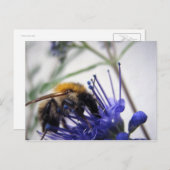 Carte Postale Caryopteris (Devant / Derrière)