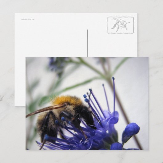 Carte Postale Caryopteris (Devant / Derrière)