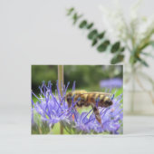 Carte Postale Caryopteris (Debout devant)