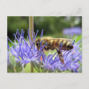 Carte Postale Caryopteris