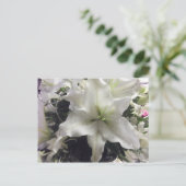 Carte postale Casablanca Lily (Debout devant)