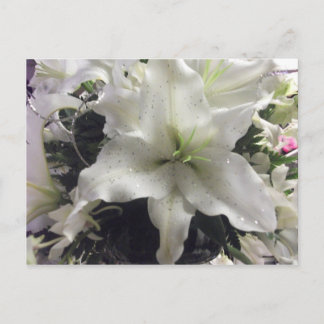Carte postale Casablanca Lily
