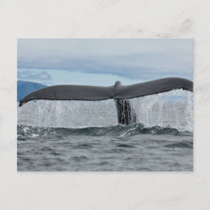 Carte Postale Cascade