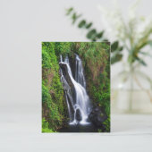 Carte Postale Cascade, côte de Hamakua, Hawaï (Debout devant)