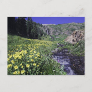 Carte Postale Cascade et fleurs sauvages dans un pré alpin, 2