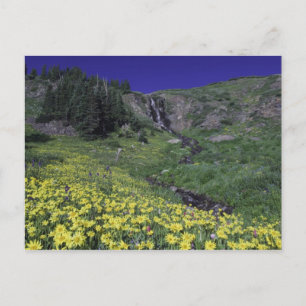 Carte Postale Cascade et fleurs sauvages dans un pré alpin, 3