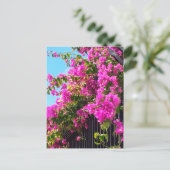 Carte Postale Cascade fleurie des Bougainvilliers (Debout devant)