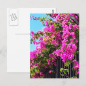 Carte Postale Cascade fleurie des Bougainvilliers (Devant / Derrière)