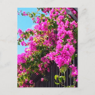 Carte Postale Cascade fleurie des Bougainvilliers