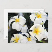 Carte postale Cascade Hawaii Plumeria (Devant / Derrière)