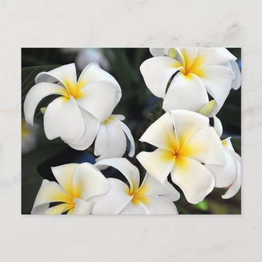 Carte postale Cascade Hawaii Plumeria (Devant)
