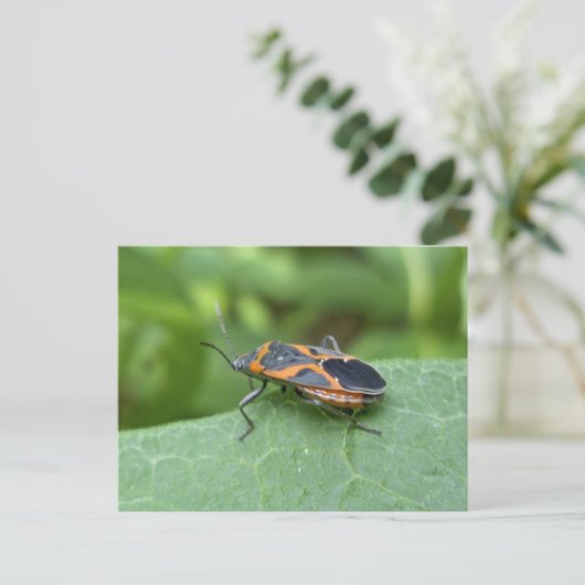 Carte Postale Case Elder Bug Coordonner les éléments (Debout devant)