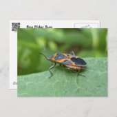 Carte Postale Case Elder Bug Coordonner les éléments (Devant / Derrière)