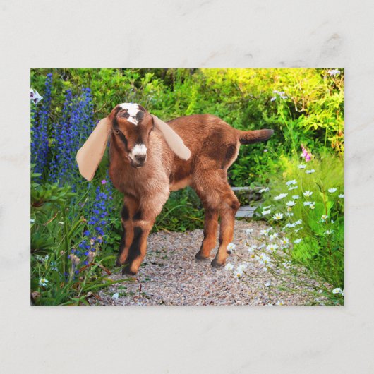 Carte postale "Casey" (Devant)