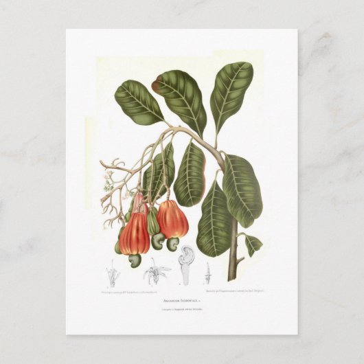 Carte Postale Cashew (Devant)