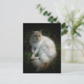 Carte Postale Caspar le chat (Debout devant)