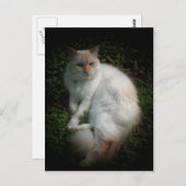 Carte Postale Caspar le chat (Devant / Derrière)