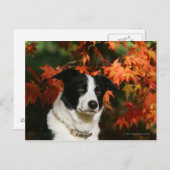 Carte Postale Casque Collie Automne Bordure (Devant / Derrière)