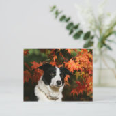 Carte Postale Casque Collie Automne Bordure (Debout devant)