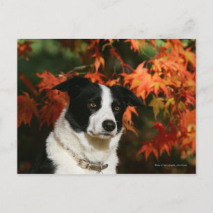 Carte Postale Casque Collie Automne Bordure