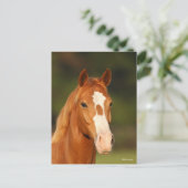 Carte Postale Casque de châtaigne Oldenburg Cross Welsh (Debout devant)