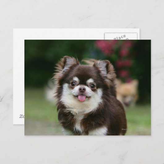 Carte Postale Casque long Haired Chihuahua 1 (Devant / Derrière)