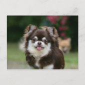 Carte Postale Casque long Haired Chihuahua 1 (Devant)