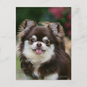 Carte Postale Casque long Haired Chihuahua 1