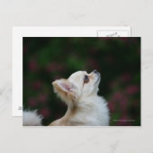 Carte Postale Casque long Haired Chihuahua 2 (Devant / Derrière)