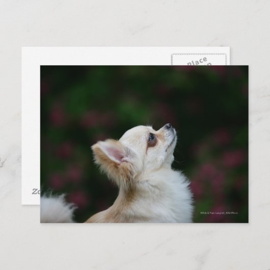 Carte Postale Casque long Haired Chihuahua 2 (Devant / Derrière)